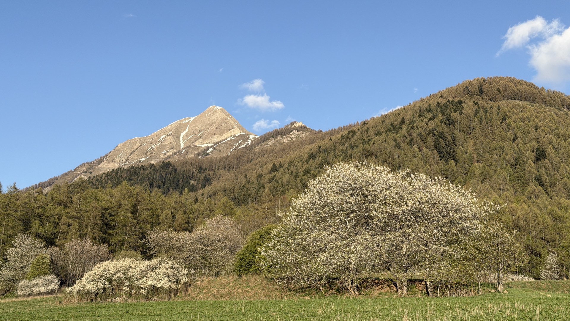 Cerisiers en fleur au printemps avec le Grand Pinier en arrière-plan, Orcières Merlette