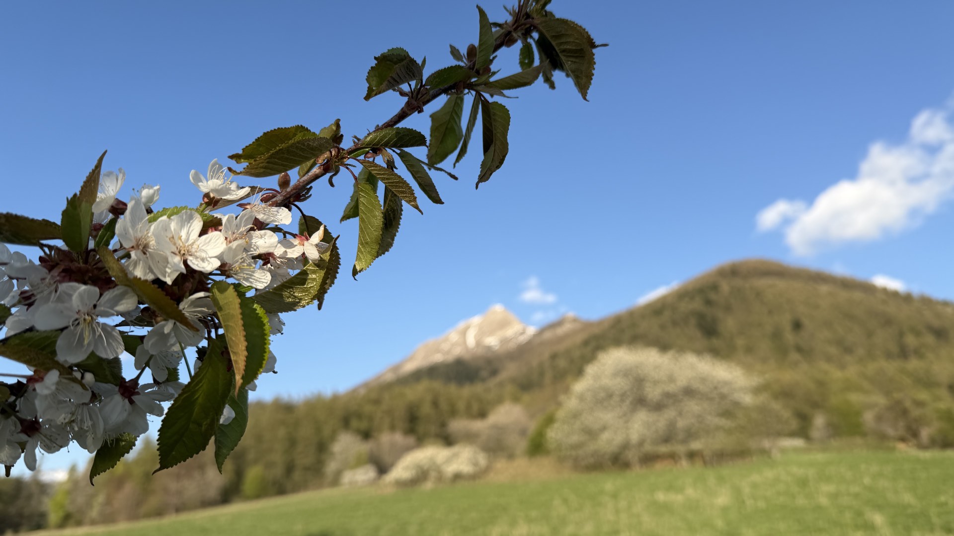 Gros plan cerisier en fleur, la vallée d'Orcières en fleurs au printemps