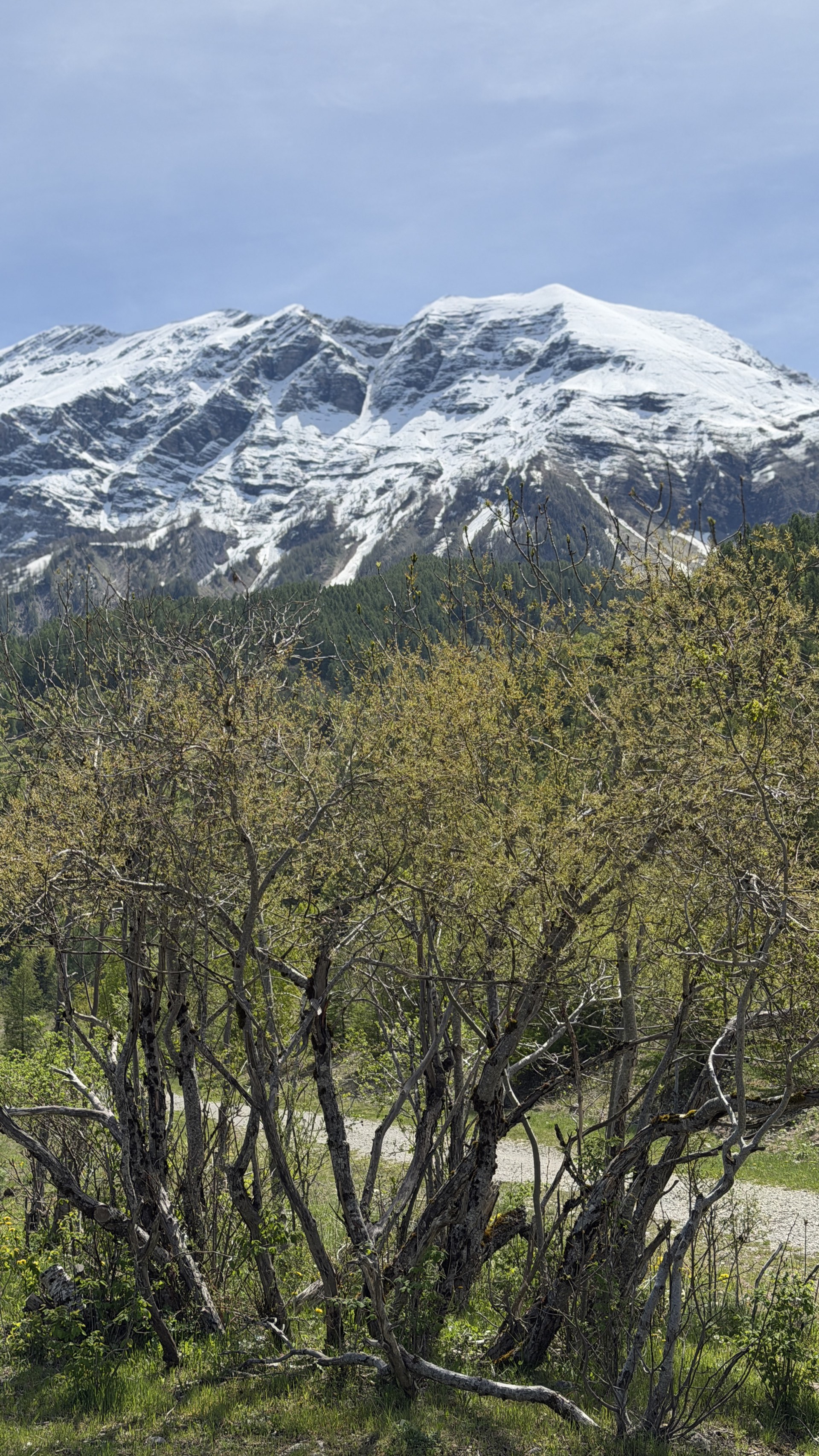 Grand Pinier enneigé avec bourgeons de printemps, paysage Hautes-Alpes