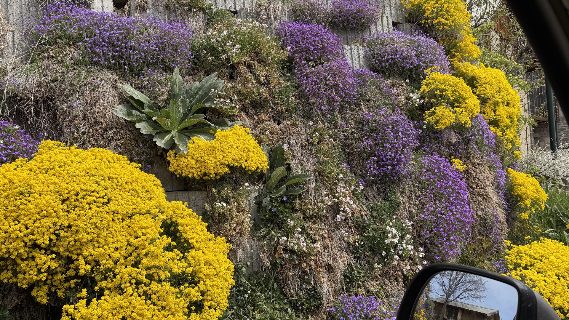Mur fleuri avec aubriettes et alysses du village d'Orcières au printemps