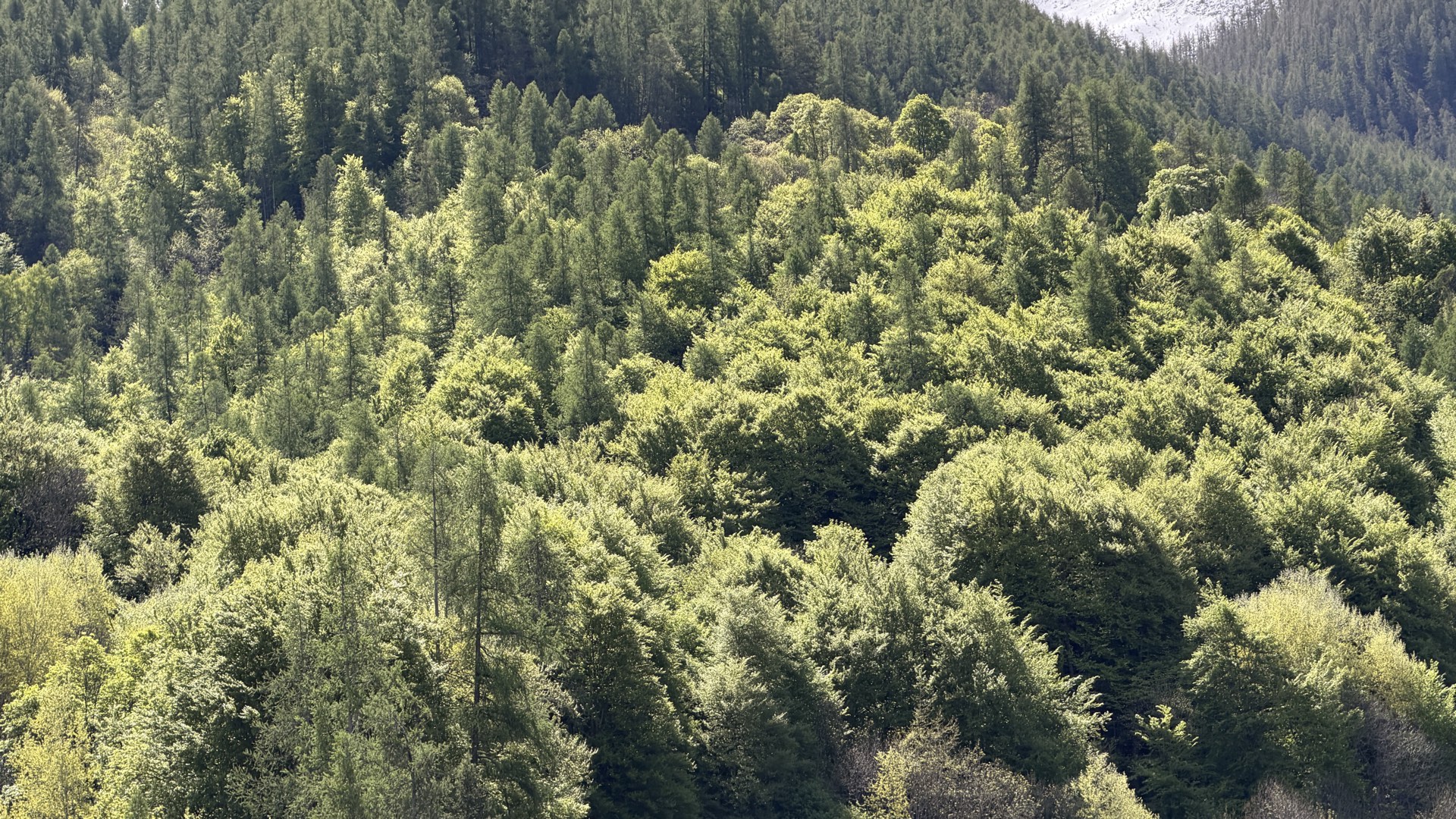 Forêt printanière luxuriante, verdure dans les Hautes-Alpes au printemps