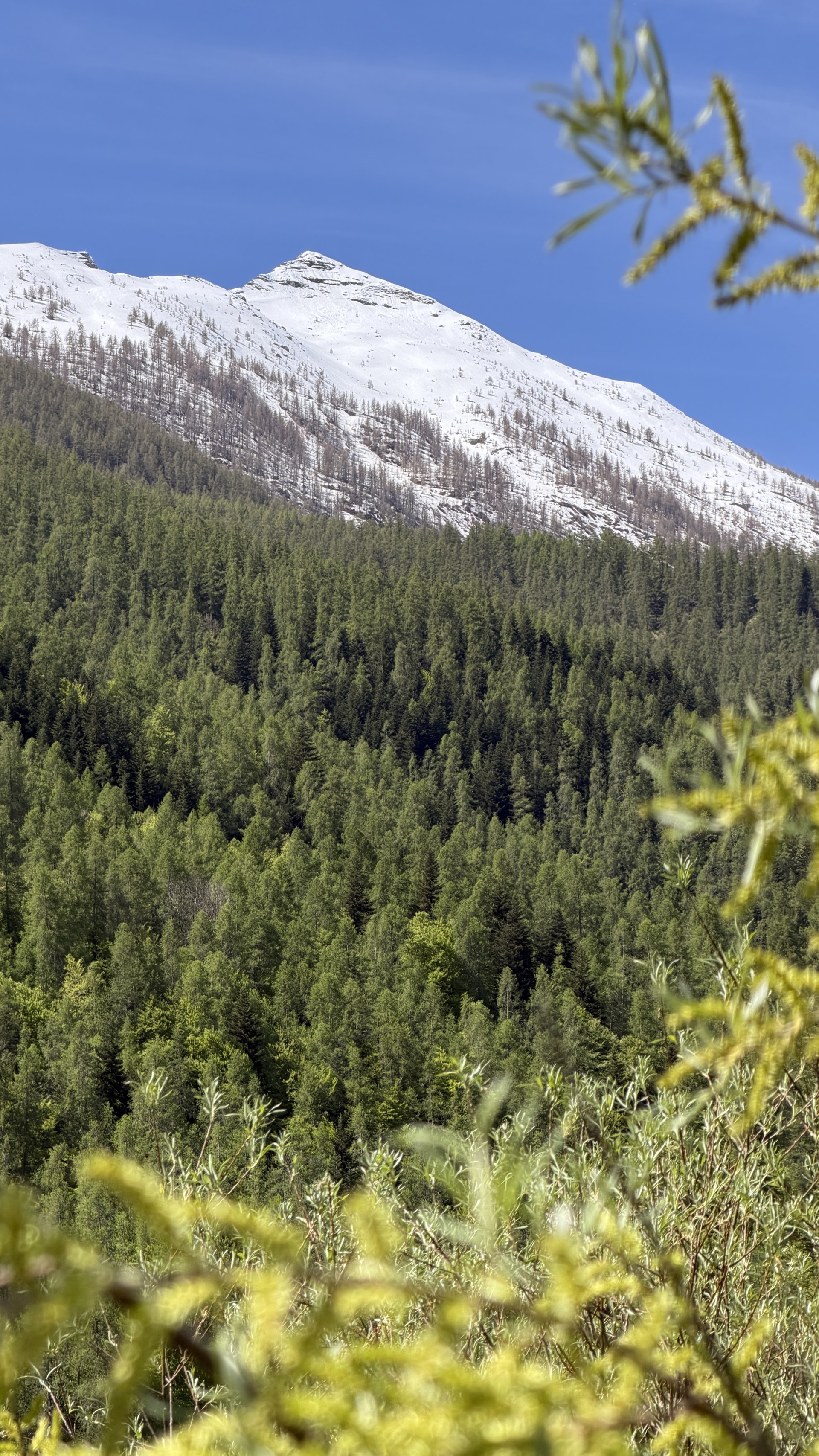 Forêt de mélèzes avec sommet enneigé au-dessus des pins, Hautes-Alpes