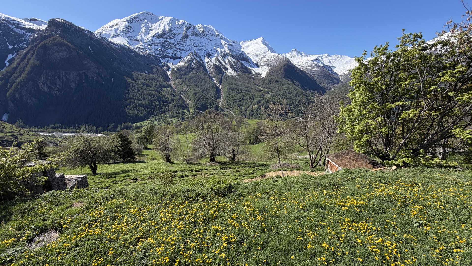 Prairie de pissenlits face aux sommets des Écrins, alpage Orcières Merlette