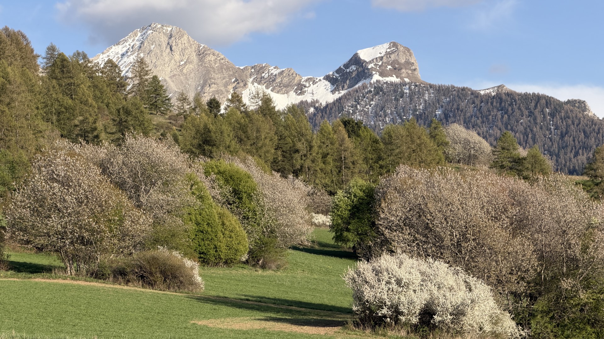 Arbres en fleurs avec deux sommets enneigés en arrière-plan, printemps Hautes-Alpes