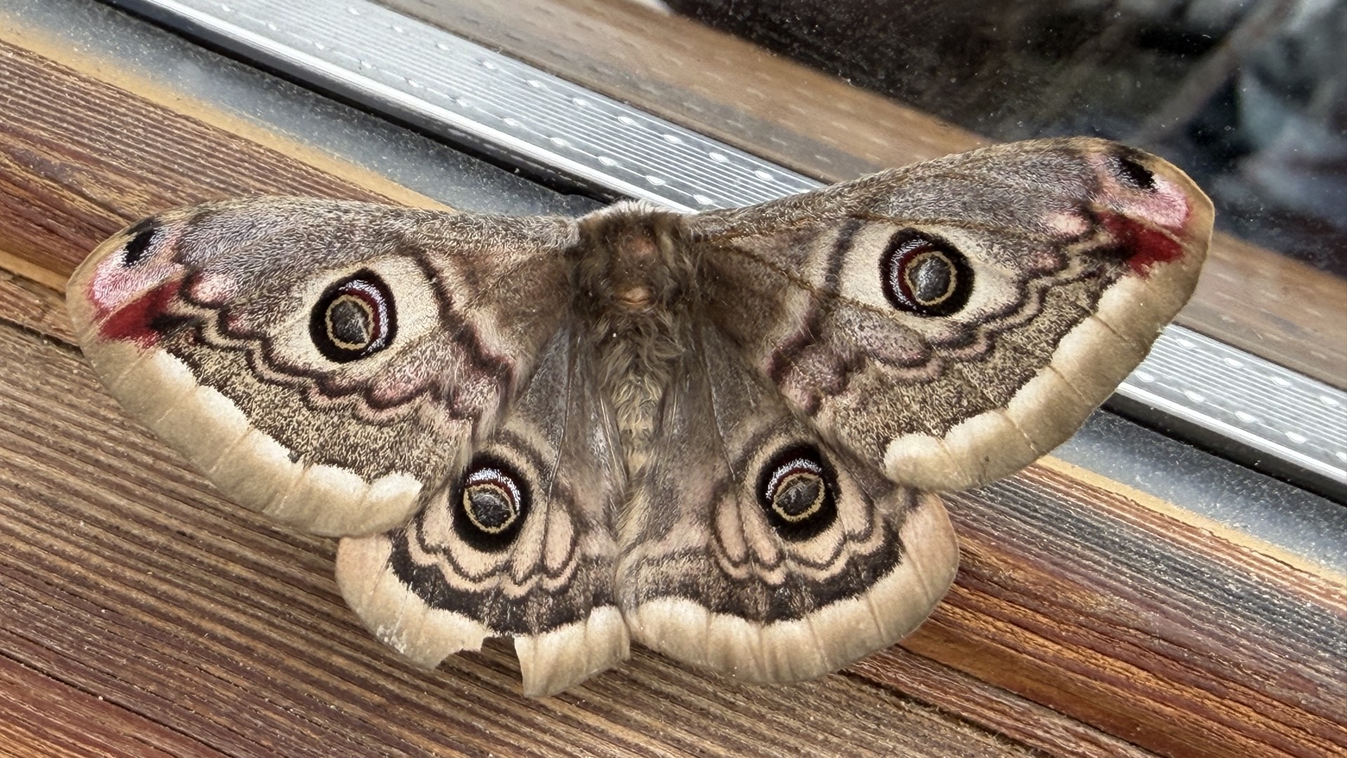 Grand Saturnie papillon, faune sauvage autour du chalet des Écrins Orcières