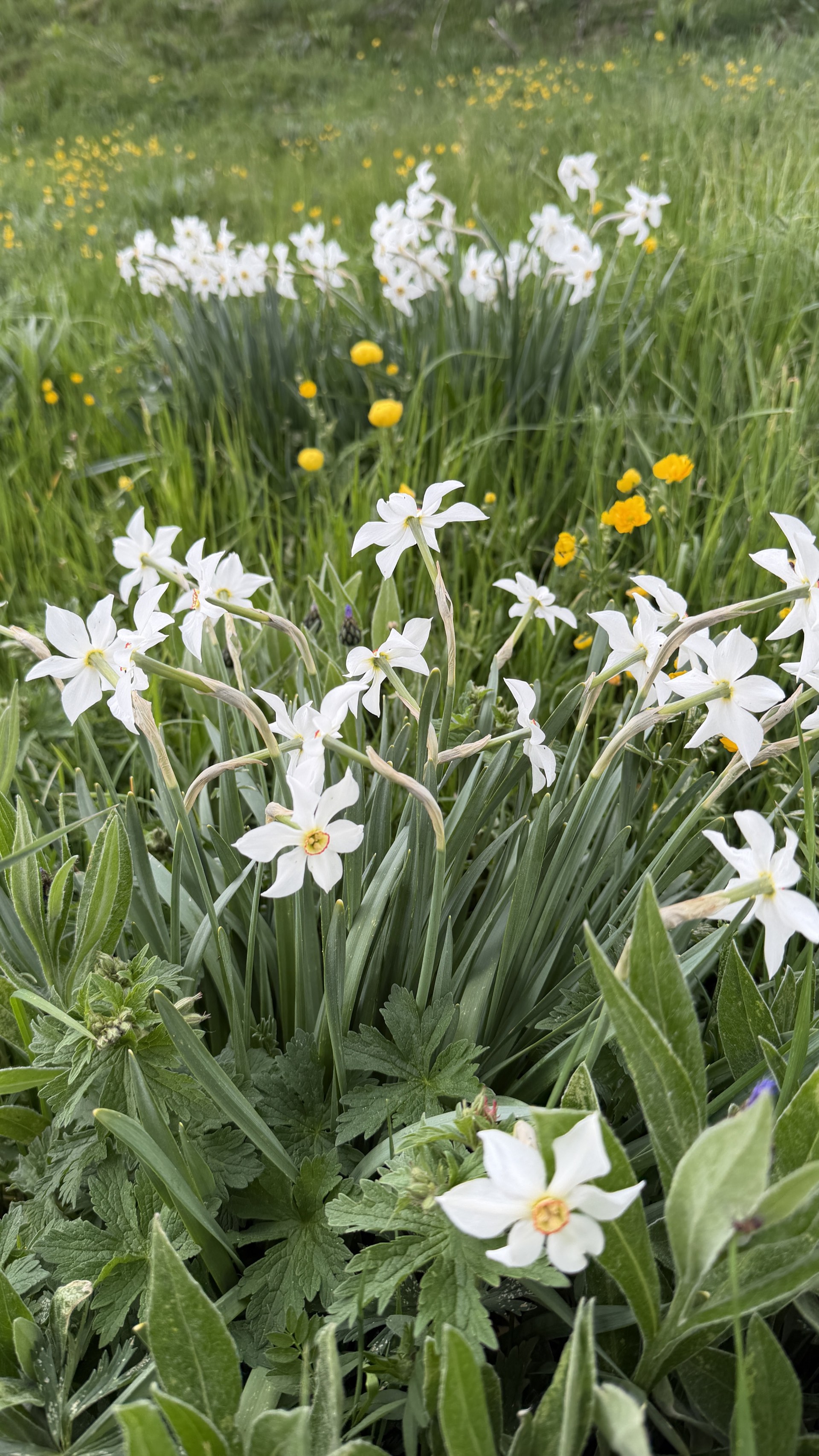 Narcisses sauvages en prairie de montagne, flore alpine Hautes-Alpes Orcières