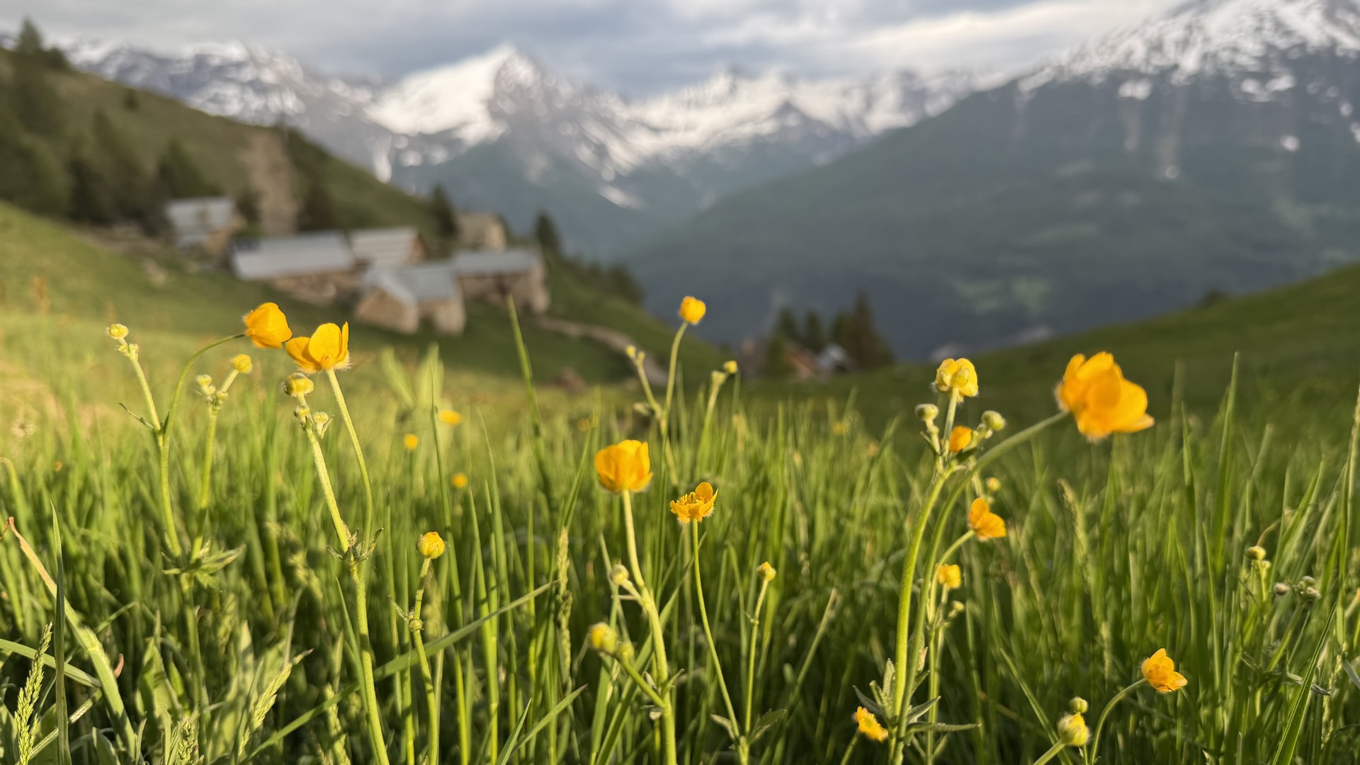 Renoncules en alpage avec le hameau des Estaris en arrière-plan, Orcières Merlette