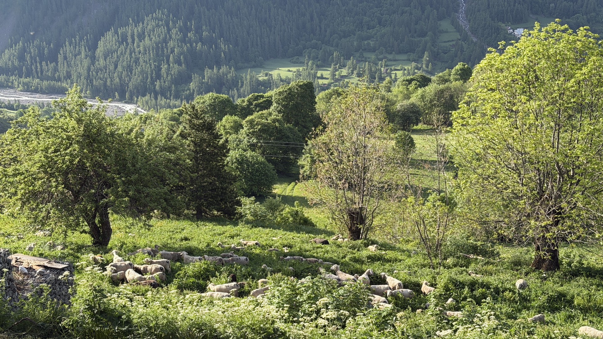 Troupeau de moutons dans la prairie en contrebas du chalet, alpage Hautes-Alpes
