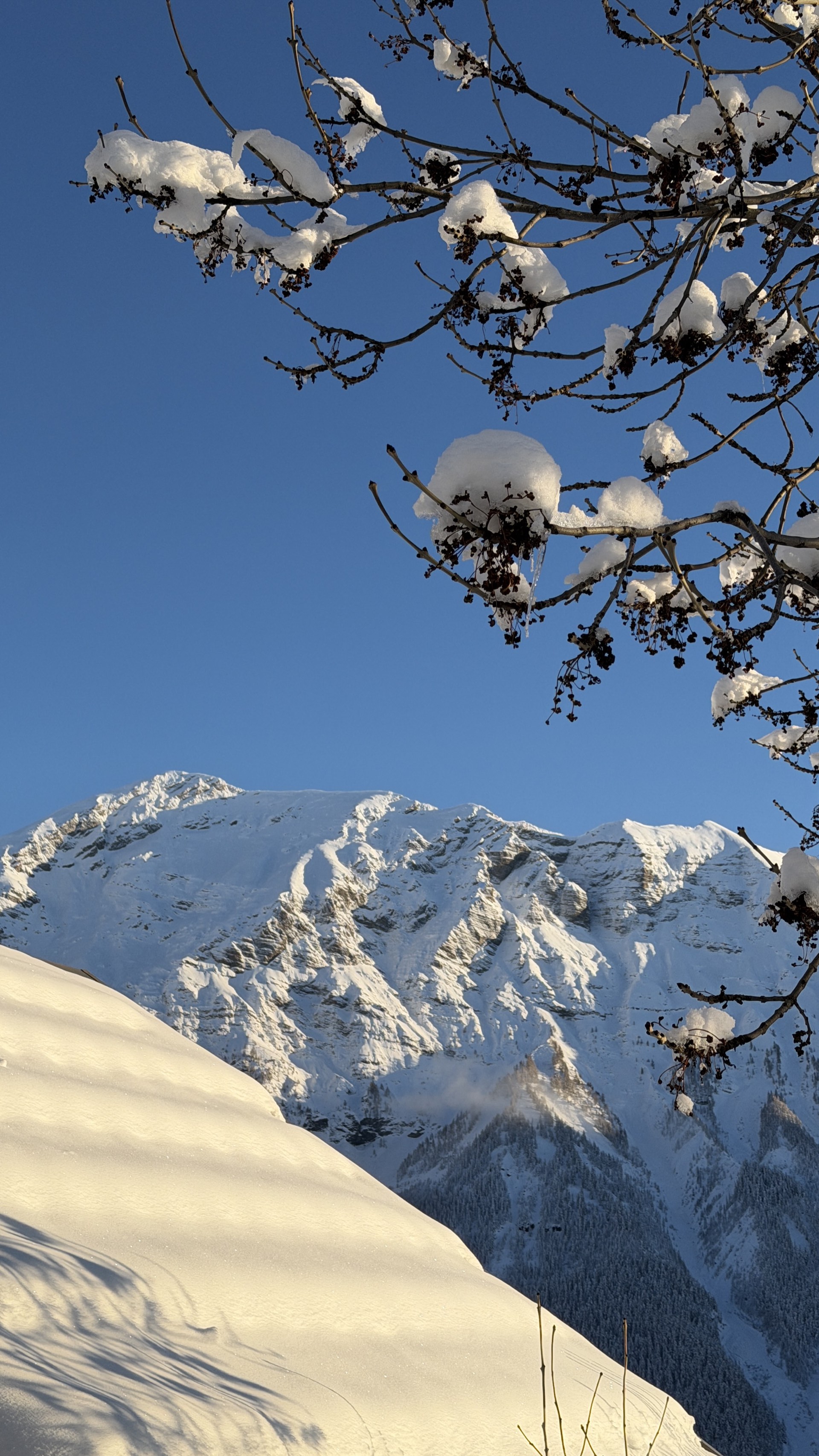 Branches enneigées avec sommet des Écrins illuminé au soleil couchant, hiver Orcières 1850 m
